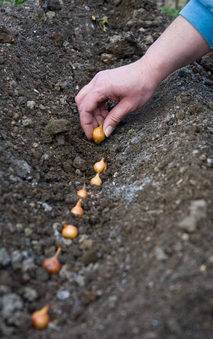 A human hand plants small onion starts in a trench in garden soil.