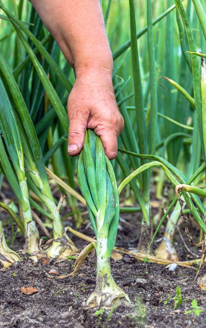 A human hand pulls on the green tops of onions growing in a garden.