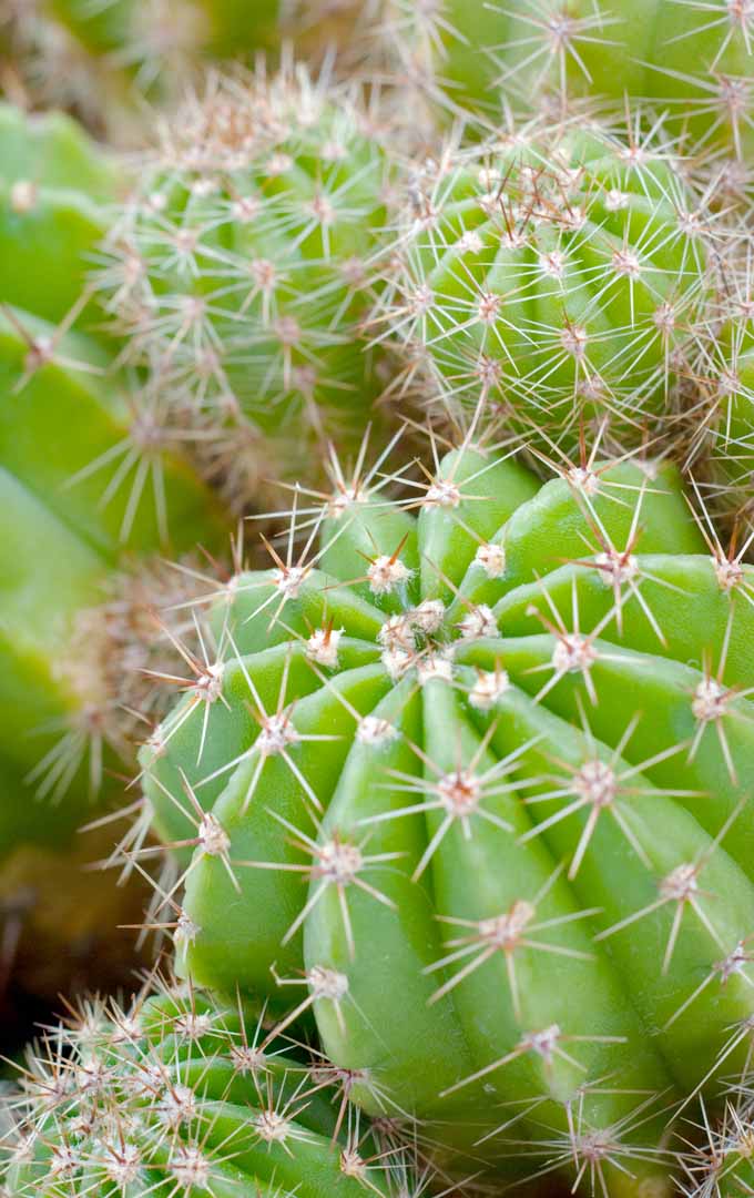 A close up vertical image of cacti growing in a pot.