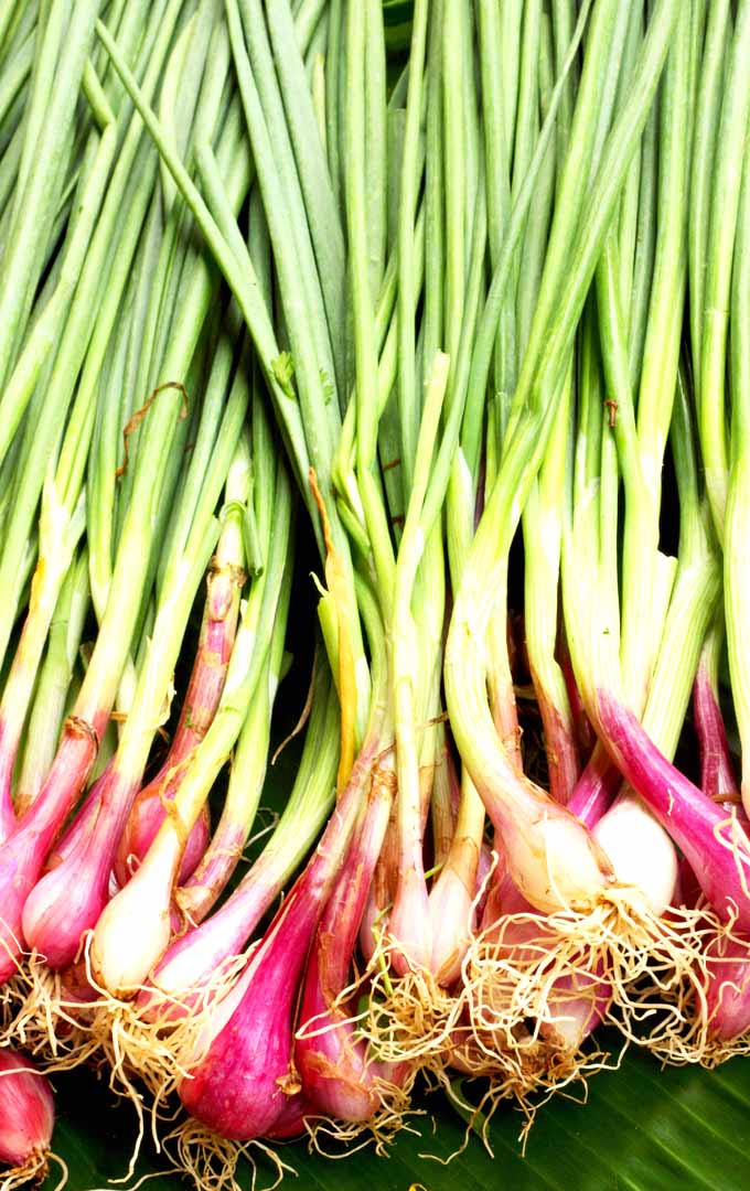 A bunch purple bulb onions with green stems.