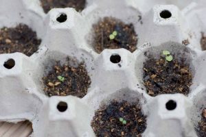 How to Start Annuals Indoors from Seed