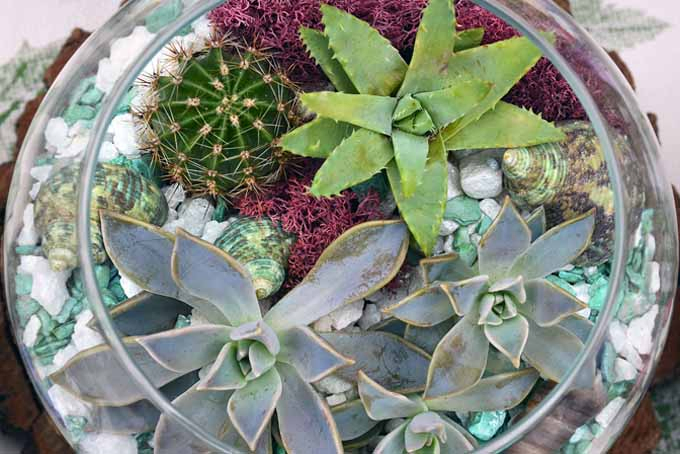 A close up horizontal image of a round glass planter filled with succulents and cacti.