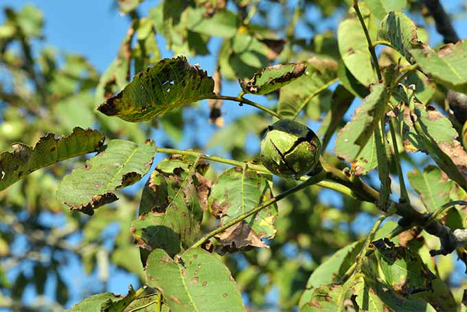 Beloved black walnuts may be a threat to the health of other plants. | GardenersPath.com