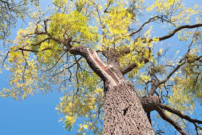 How To Kill A Black Walnut Tree Without Cutting It Down