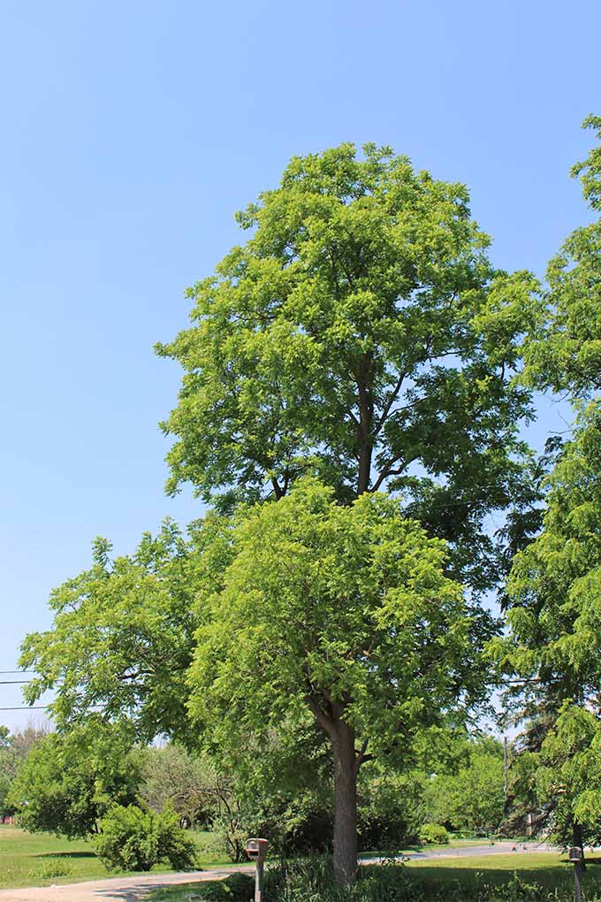 Juglone toxicity caused by black walnut trees can be a threat to other plants. Do you know which ones are at risk? Read more: https://gardenerspath.com/plants/landscape-trees/black-walnut-juglone-toxicity/