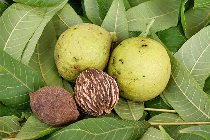 A chemical from the black walnut can be toxic to other plants. | GardenersPath.com