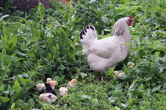 Chicks are best left out of the garden, says our expert | Gardener's Path