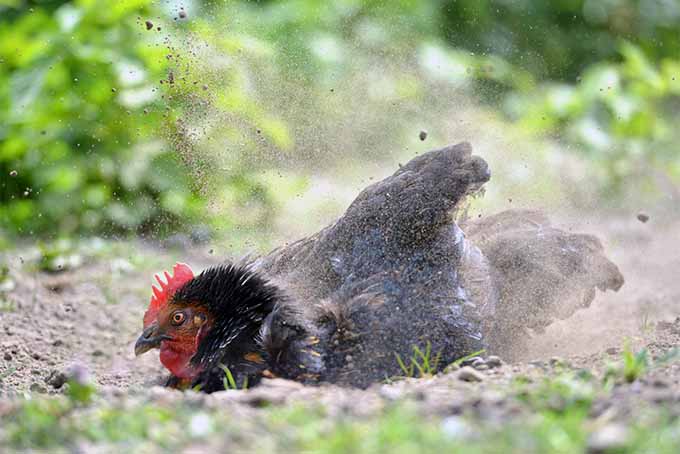 Chickens in the garden can make quite a mess; do you really want them there? | Gardener's Path