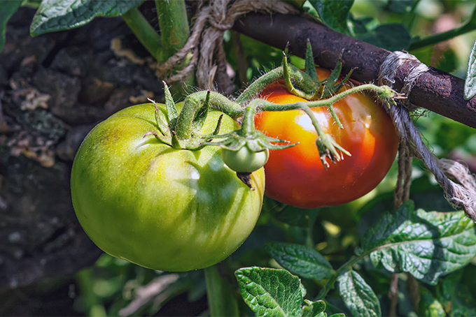 Unless you want chickens eating all your tomatoes, you might not want to put the birds in your garden | Gardener's Path