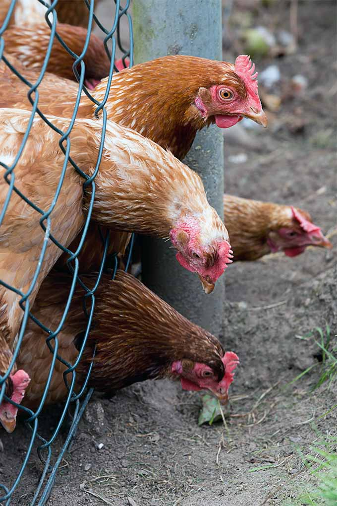 Contrary to popular belief, it's not always a chickens in the garden. Learn more from our expert: https://gardenerspath.com/how-to/animals-and-wildlife/chickens-help-garden/