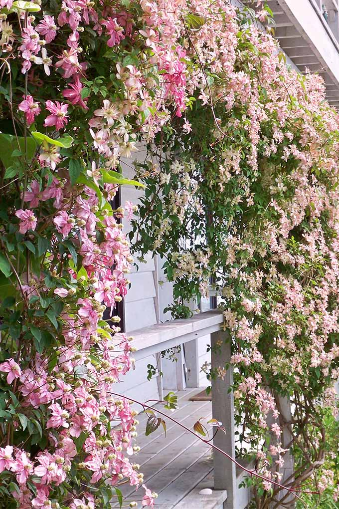 Learn how the payoff is worth the effort when it comes to clematis | GardenersPath.com