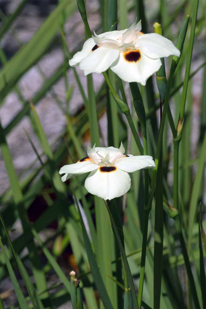 Learn whether it's alright to cut back your bicolor iris plants: https://gardenerspath.com/how-to/pruning/bicolor-iris/