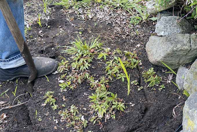 Carefully dig up perennial plants to divide them | Gardener's Path