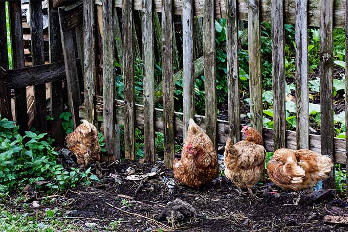 III. Best Hen Breeds for Pest Control in Gardens