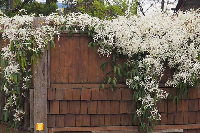 Create an unforgettable show with proper care of clematis | GardenersPath.com