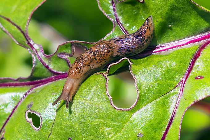 Pests are eager to eat your plants. Here's one simple trick to keep them away. | GardenersPath.com