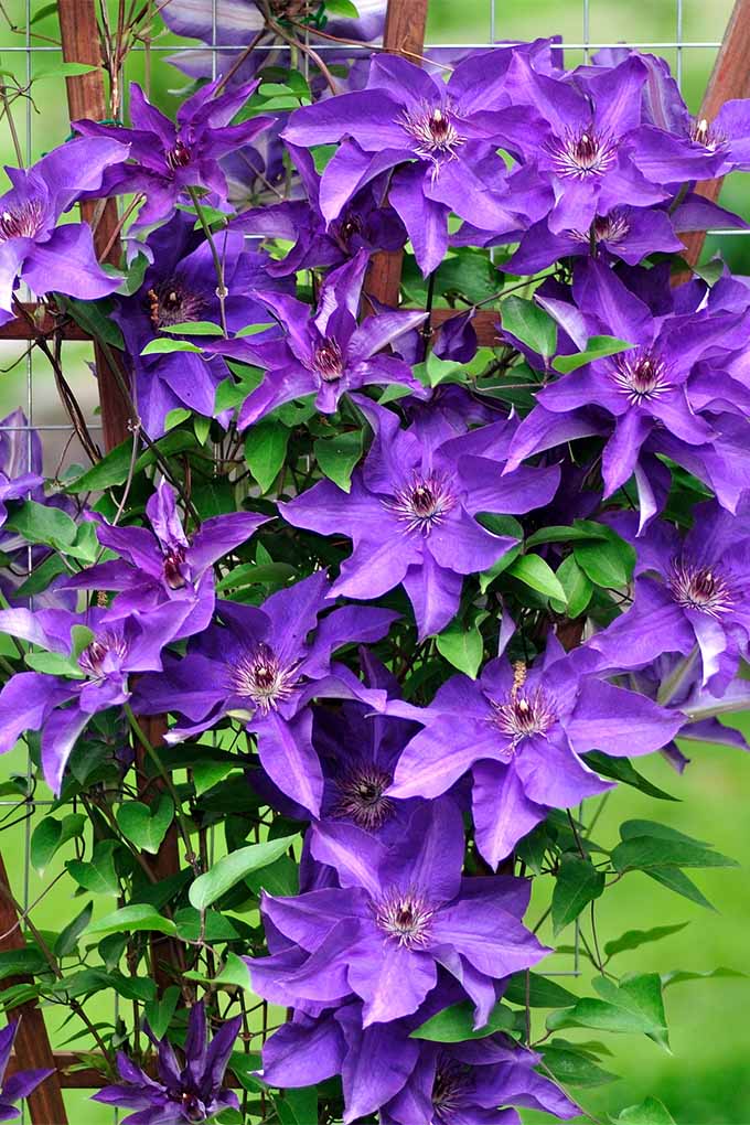 The violet blooms of the Clematis cultivar 'the President.'