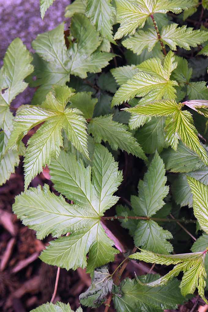Learn how to divide perennial plants like meadowsweet: https://gardenerspath.com/how-to/propagation/divide-perennials/