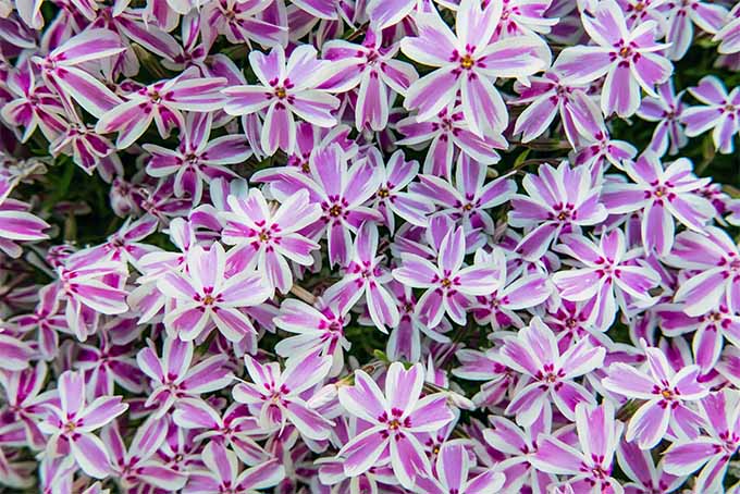 Perennials such as phlox do better if divided now and then | Gardener's Path