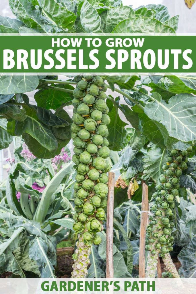 A woody stalk with Brussels sprouts attached in a backyard garden.