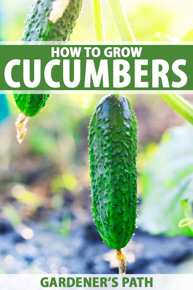 How To Grow Cucumbers Gardener S Path