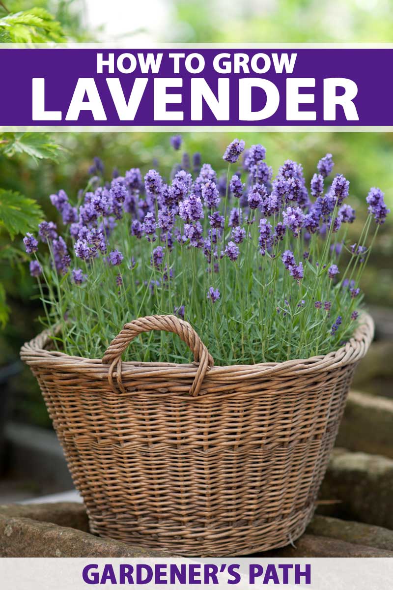 A vertical image of basket of lavenders in a garden setting.