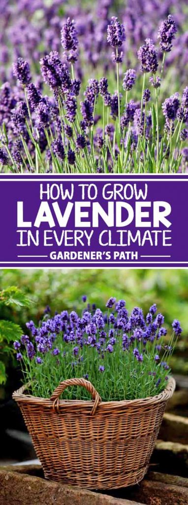 The Buzz on Why Are My Lavender Seeds Not Growing