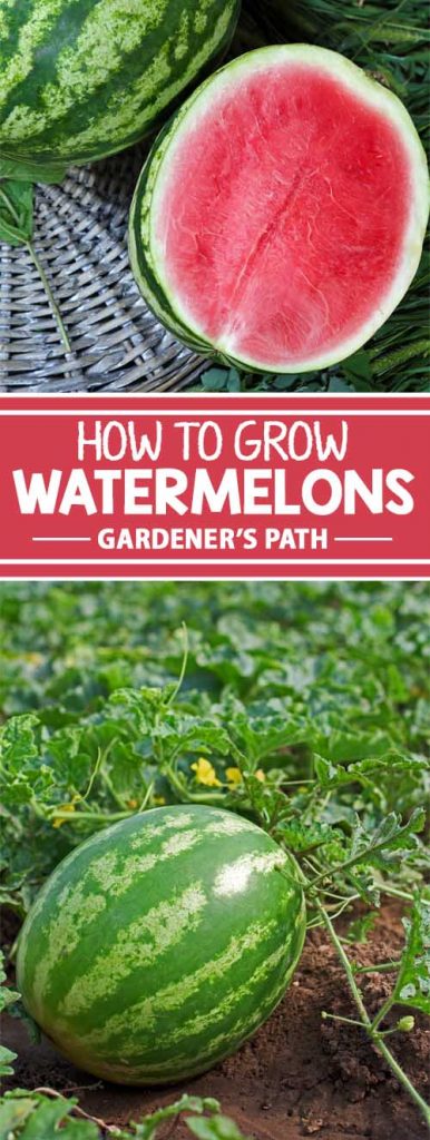 Watermelons are a delightfully traditional way to celebrate the end of summer. While thought of as an intimidating fruit to grow, they are worth the effort with their sensational sweet bounty. Learn how to introduce these beauties to your garden with growing and harvesting tips that anyone can master. Start here to learn more now on Gardener’s Path!
