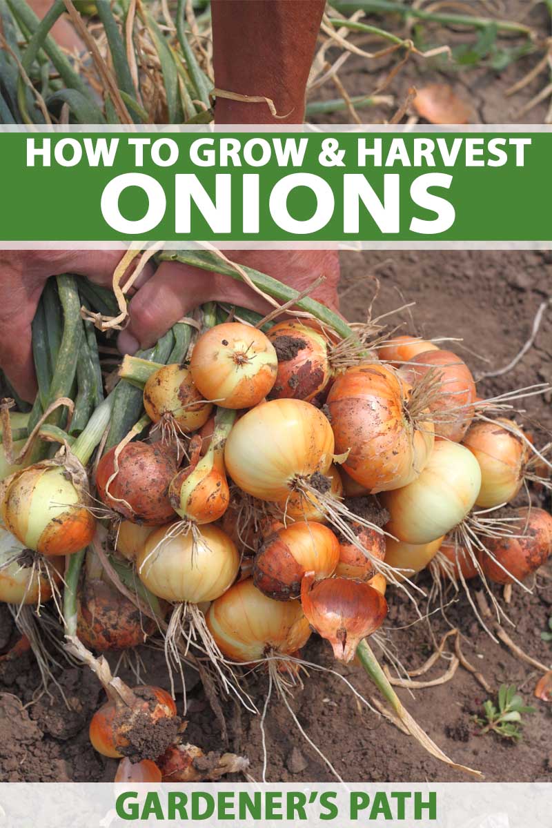 how to plant and grow onions | gardener's path