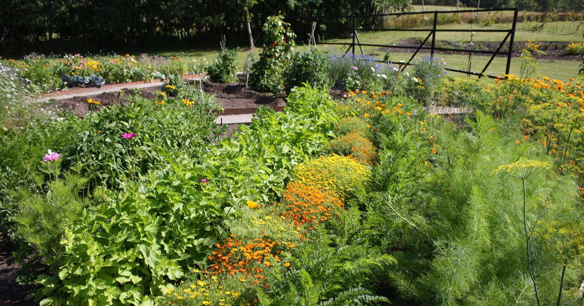 To Plant Your First Vegetable Garden, Planting Your First Garden