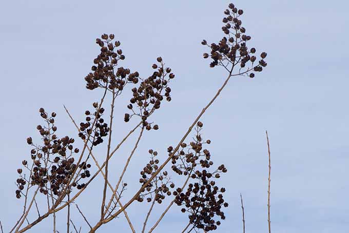 Crape Myrtle Seed Pods in Winter | GardenersPath.com