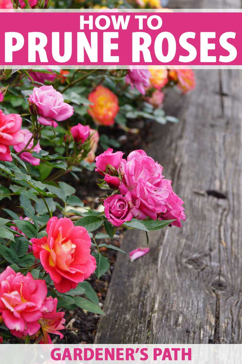 Different colors of old-fashioned roses growing along a fence.
