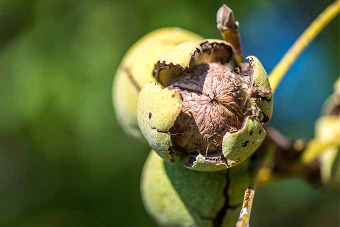 Juglone Toxicity May Be a Concern if You Grow Black Walnut | GardenersPath.com