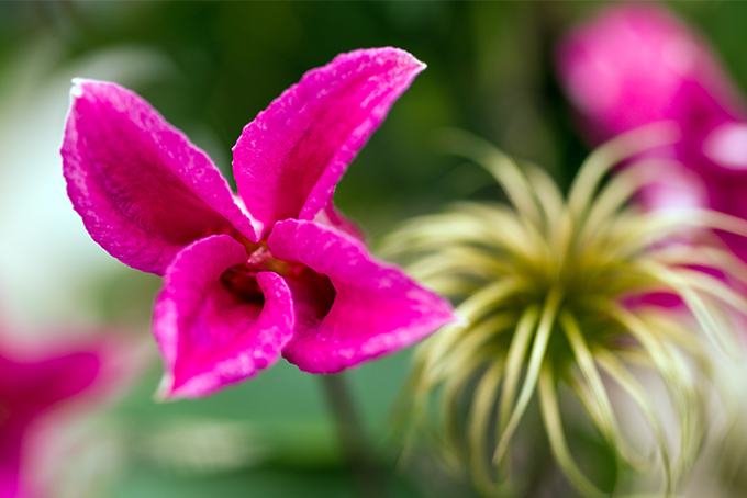 With a few tricks and a little patience you can have gorgeous clematis | GardenersPath.com