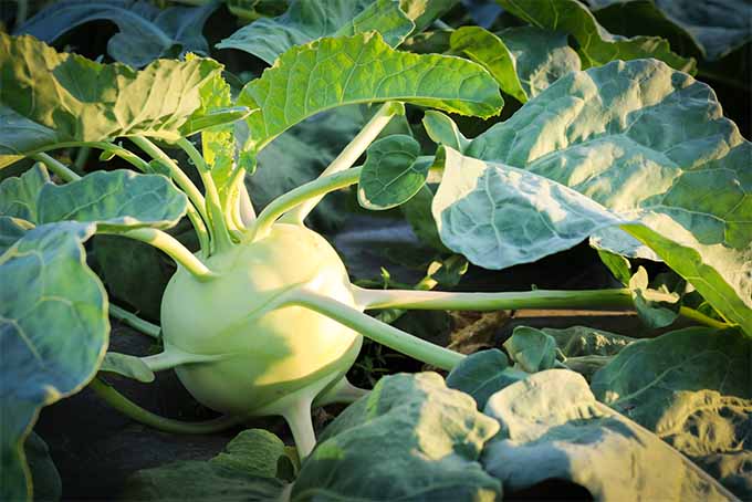 Low-in-sky sunlight strikes a yellow-green kohlrabi bulb from which numerous leaf stalks grow. 