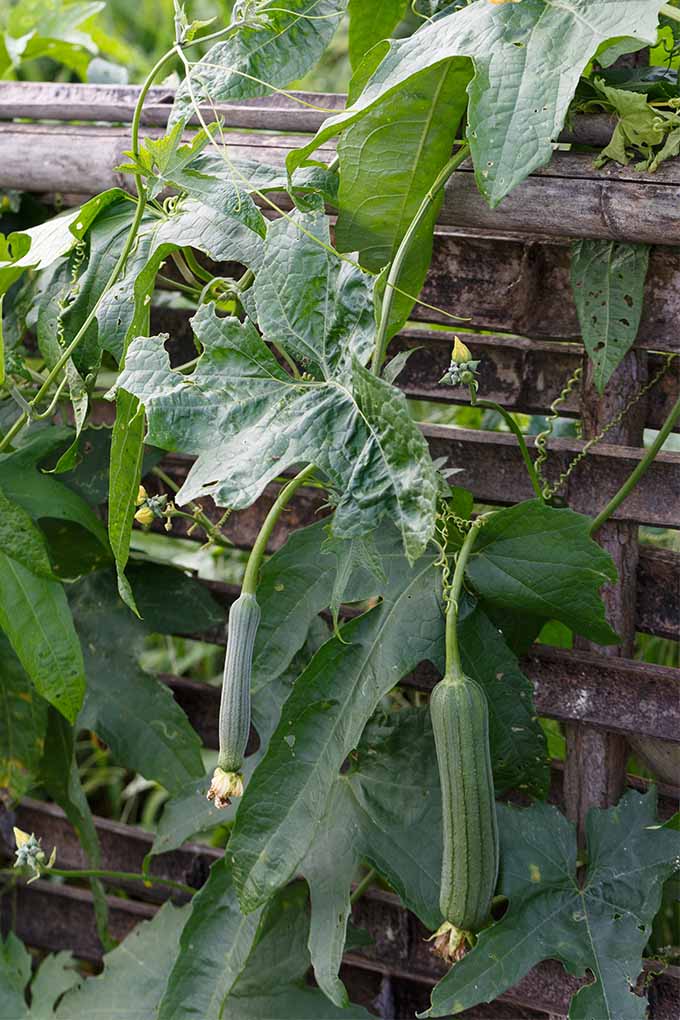 Learn how to grow the multipurpose loofah plant now at Gardener's Path: https://gardenerspath.com/plants/vegetables/grow-loofah/