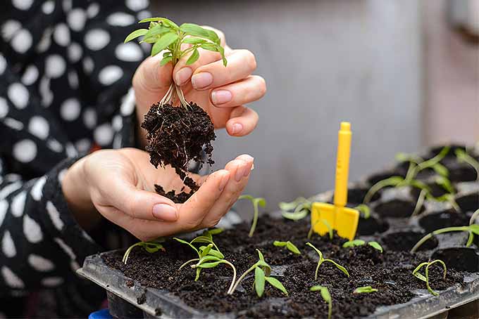 Decode the info on seed packets to start your seedlings right. | GardenersPath.com