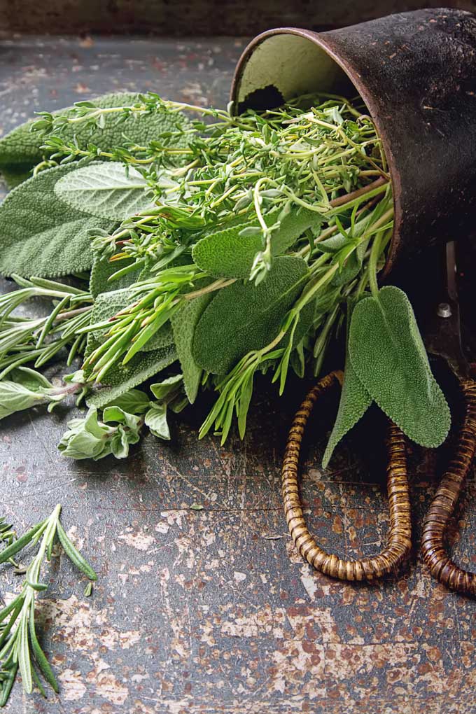 Decode the lyrics and discover the modern herbalist's Scarborough Fair love formula and ritual, with parsley, sage, rosemary, and thyme. Garden clippers beside an overturned container of fresh herb cuttings.