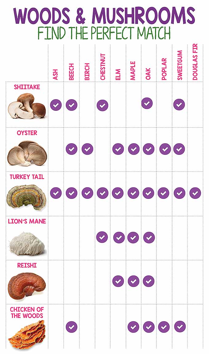 A vertical graphic showing what types of wood different mushrooms prefer to grow on.