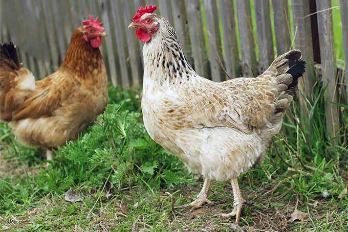 Consult our expert to learn if it's a good ideas to keep chickens in the garden | Gardener's Path