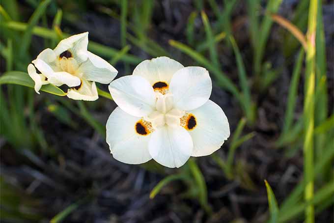 Get lovely blooms from trimmed bicolor iris plants | GardenersPath.com