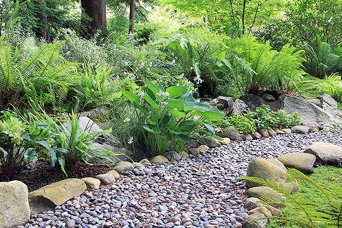 Green hostas and ferns growing along a pebble pathway lines with larger brown stones.