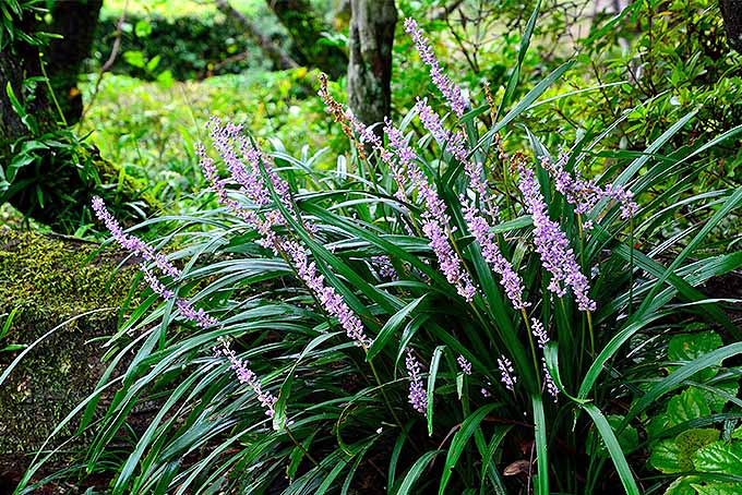 Purple lily turf with dark green grass-like foliage growing in front of light green plants and trees.