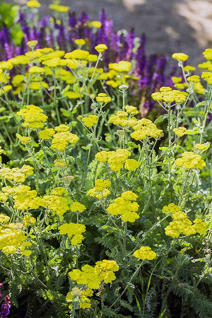 Yellow yarrow and purple salvia in bloom in the garden.