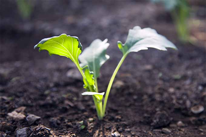 Young kohlrabi plants can be difficult to distinguish from broccoli and cabbage | GardenersPath.com