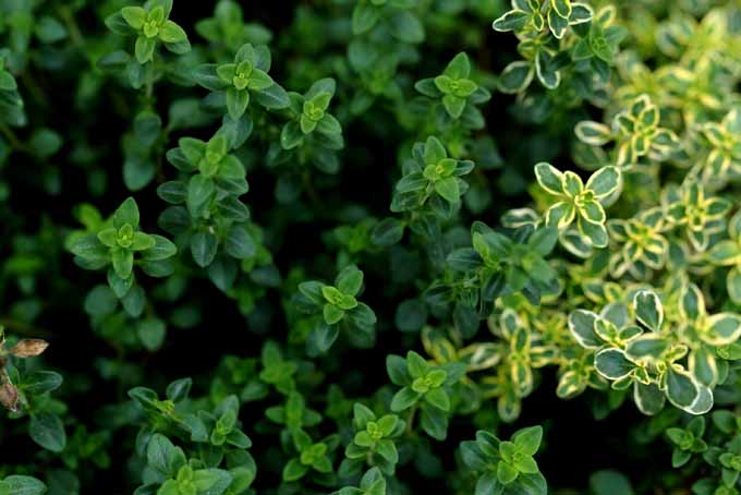 Culinary Herbs As Ground Cover, Ground Cover Herbs
