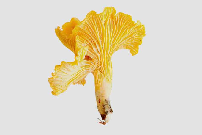 A close up horizontal image of a chanterelle mushroom isolated on a white background.