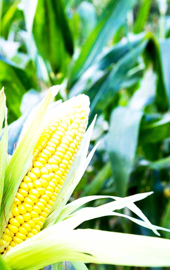 Sweet Corn Harvest How to Grow Sweet Corn at Home Gardener s Path