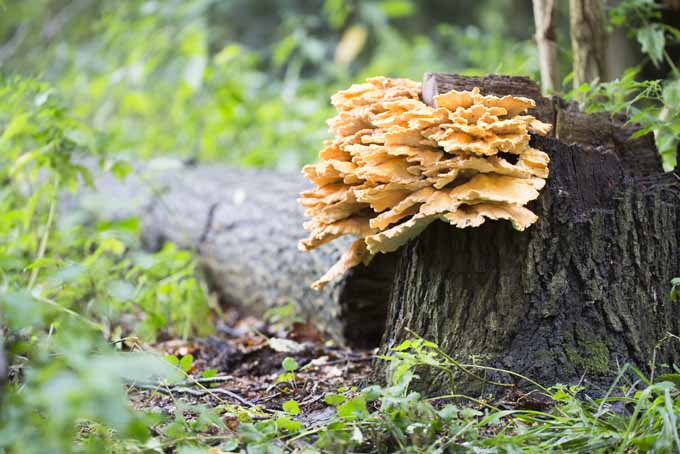 A close up horizontal image of wild mushrooms growing on the stump of a tree outdoors.