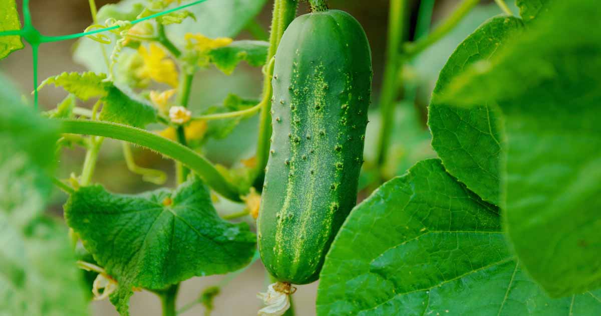 How To Grow Cucumbers Gardener S Path